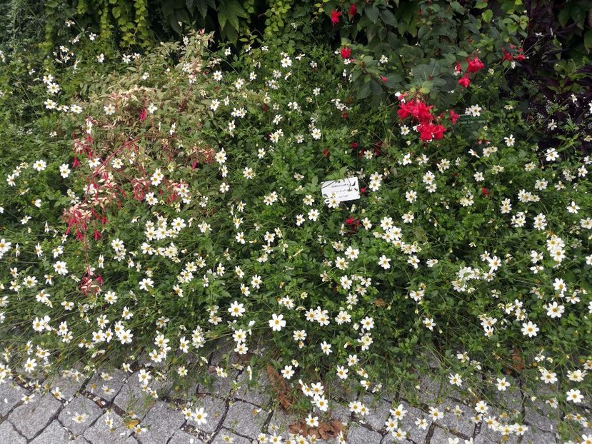  - 2019 Gradina botanica Augsburg