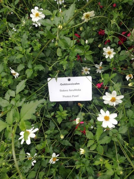  - 2019 Gradina botanica Augsburg