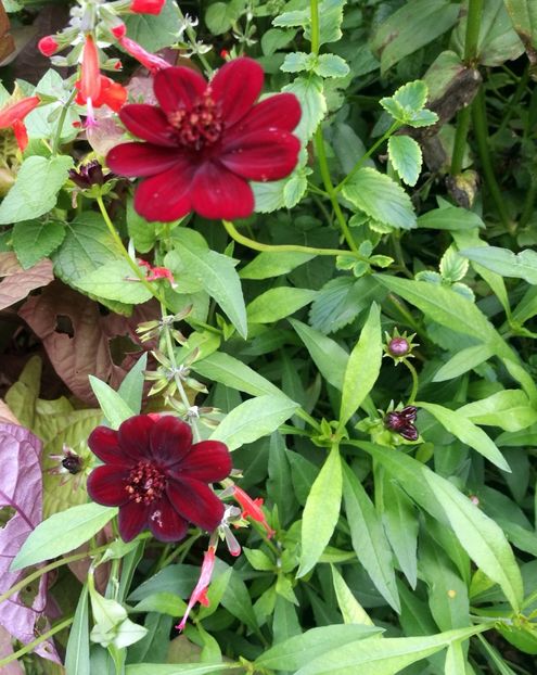  - 2019 Gradina botanica Augsburg