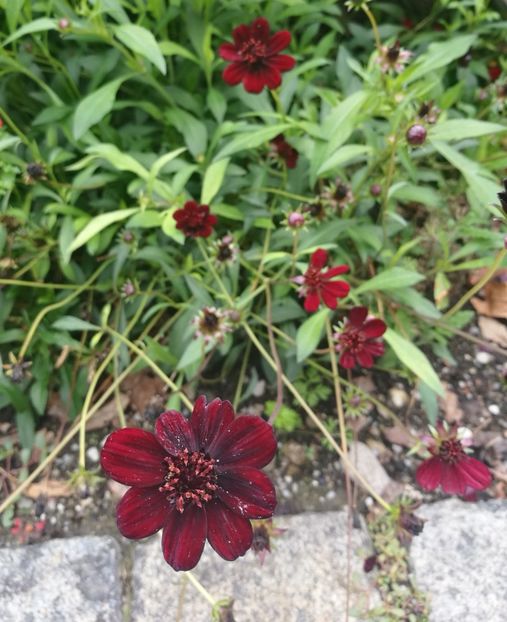  - 2019 Gradina botanica Augsburg