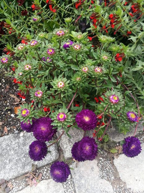  - 2019 Gradina botanica Augsburg