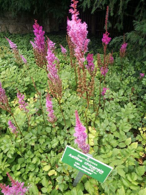  - 2019 Gradina botanica Augsburg