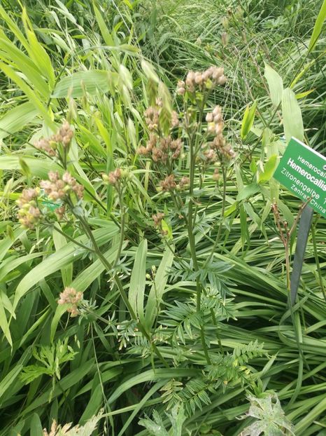  - 2019 Gradina botanica Augsburg