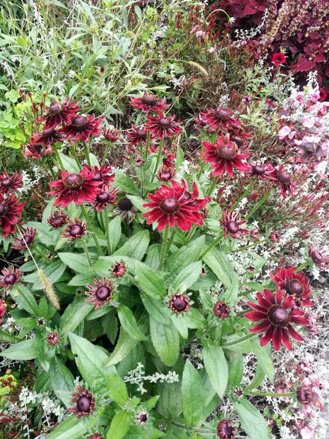  - 2019 Gradina botanica Augsburg