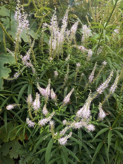  - 2019 Gradina botanica Augsburg