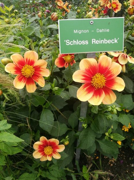  - 2019 Gradina botanica Augsburg