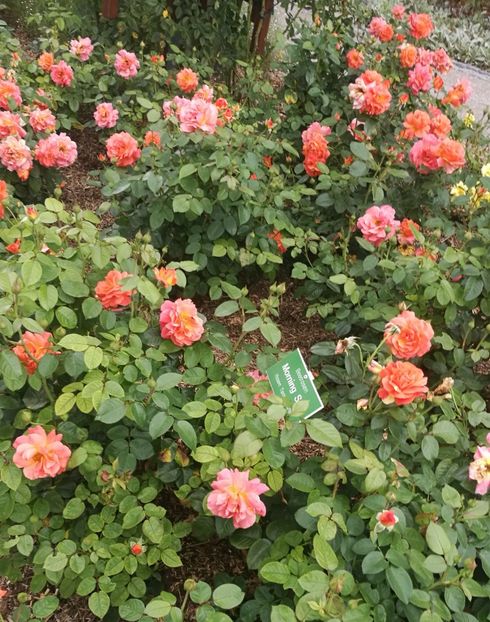  - 2019 Gradina botanica Augsburg