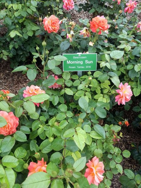  - 2019 Gradina botanica Augsburg