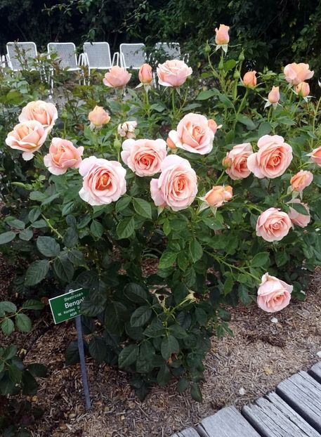  - 2019 Gradina botanica Augsburg