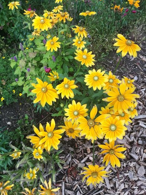  - 2019 Gradina botanica Augsburg