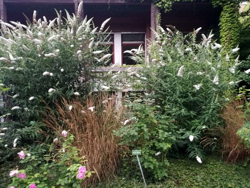  - 2019 Gradina botanica Augsburg