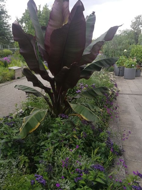  - 2019 Gradina botanica Augsburg