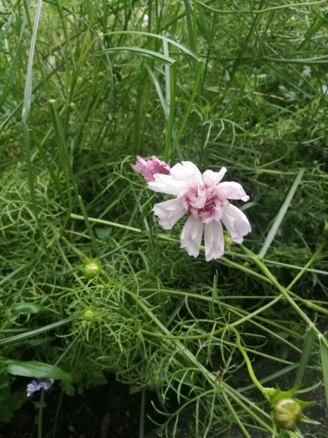  - 2019 Gradina botanica Augsburg