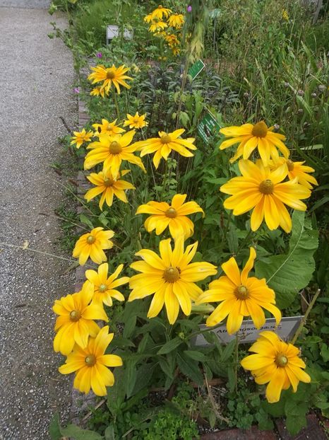  - 2019 Gradina botanica Augsburg