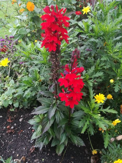  - 2019 Gradina botanica Augsburg