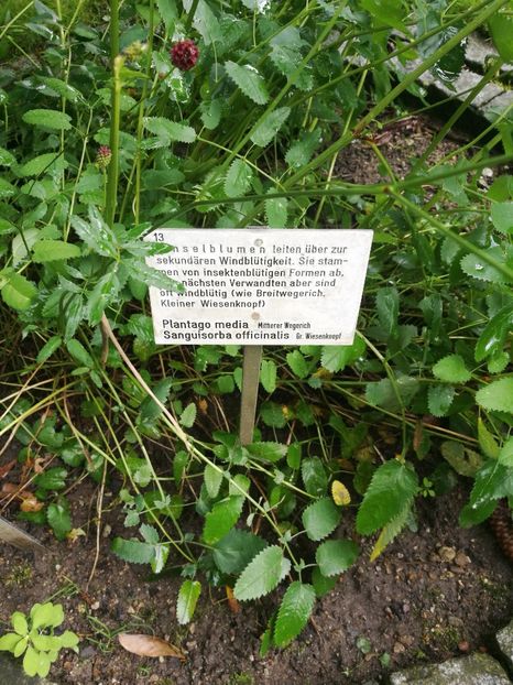  - 2019 Gradina botanica Erlangen