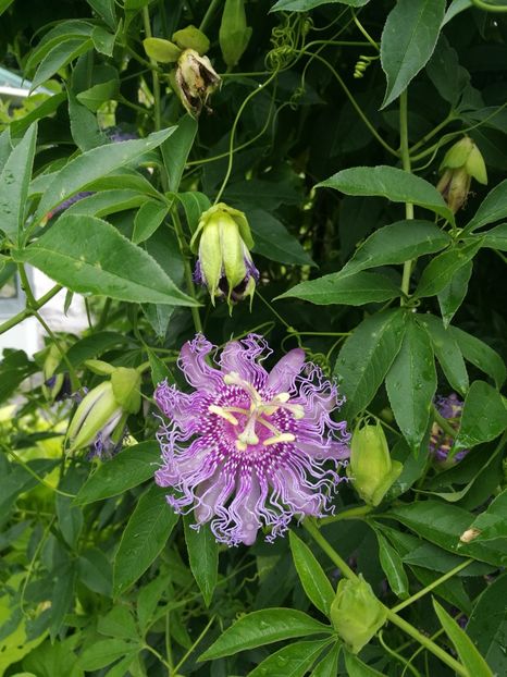  - 2019 Gradina botanica Erlangen