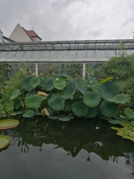  - 2019 Gradina botanica Erlangen