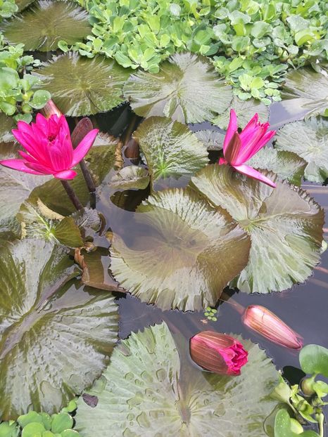  - 2019 Gradina botanica Erlangen