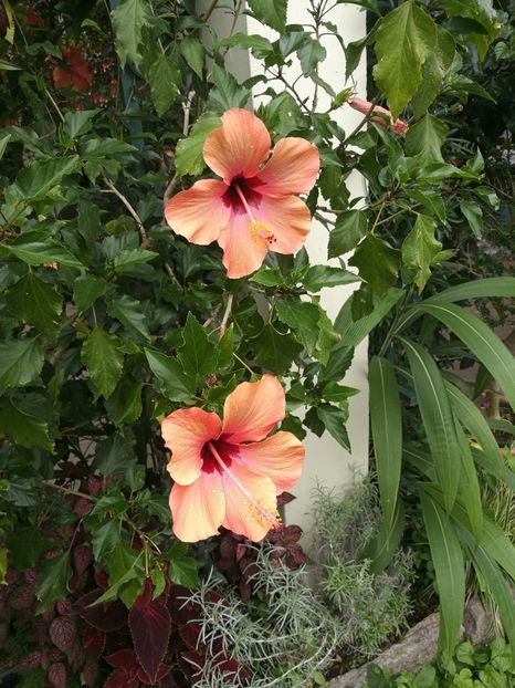  - 2019 Gradina botanica Erlangen