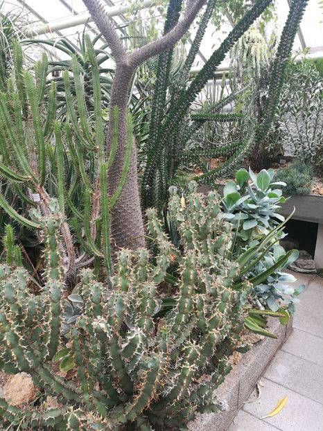  - 2019 Gradina botanica Erlangen