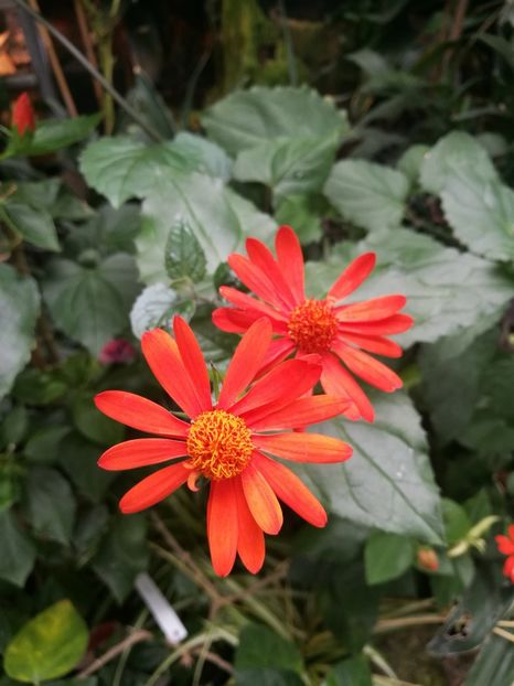  - 2019 Gradina botanica Erlangen