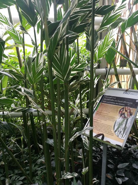  - 2019 Gradina botanica Erlangen