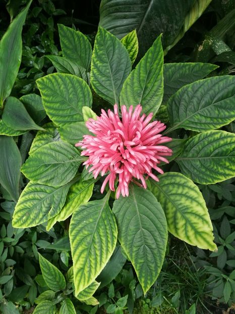  - 2019 Gradina botanica Erlangen