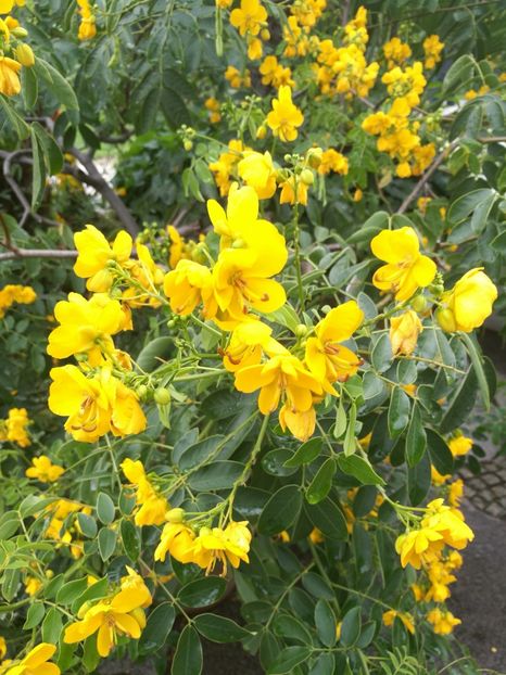  - 2019 Gradina botanica Erlangen