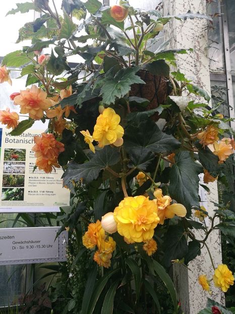  - 2019 Gradina botanica Erlangen