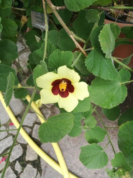  - 2019 Gradina botanica Erlangen