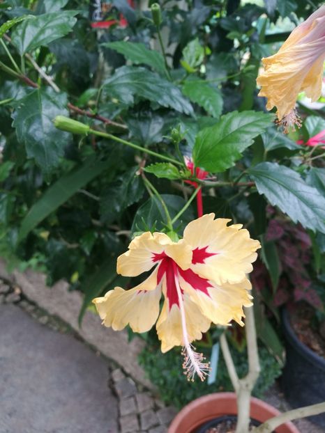  - 2019 Gradina botanica Erlangen