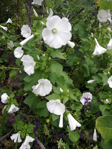  - 2019 Gradina botanica Erlangen