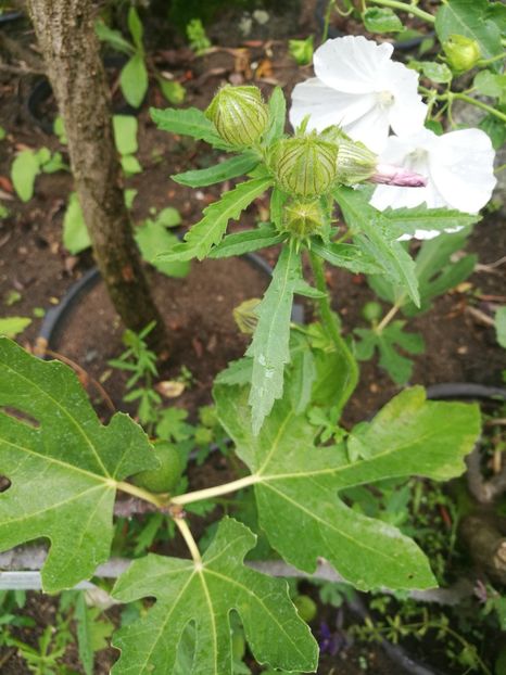  - 2019 Gradina botanica Erlangen