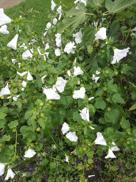  - 2019 Gradina botanica Erlangen