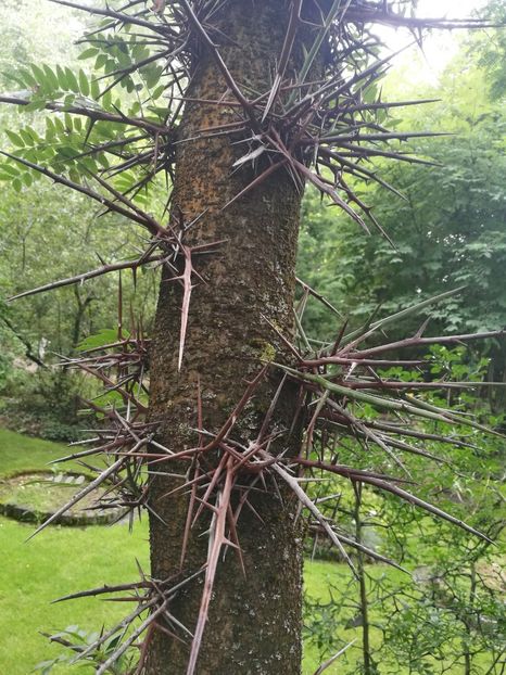  - 2019 Gradina botanica Erlangen