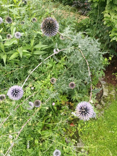  - 2019 Gradina botanica Erlangen