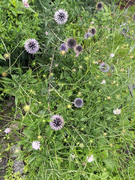  - 2019 Gradina botanica Erlangen