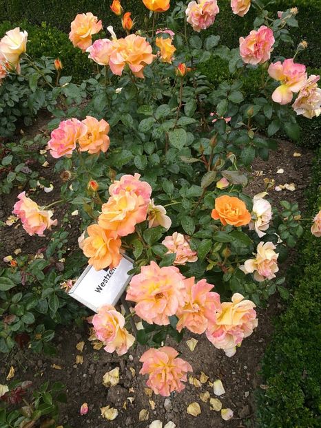  - 2019 Gradina de trandafiri Bamberg