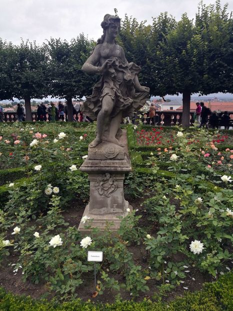  - 2019 Gradina de trandafiri Bamberg