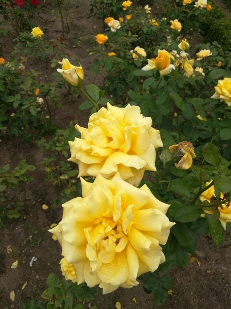  - 2019 Gradina de trandafiri Bamberg