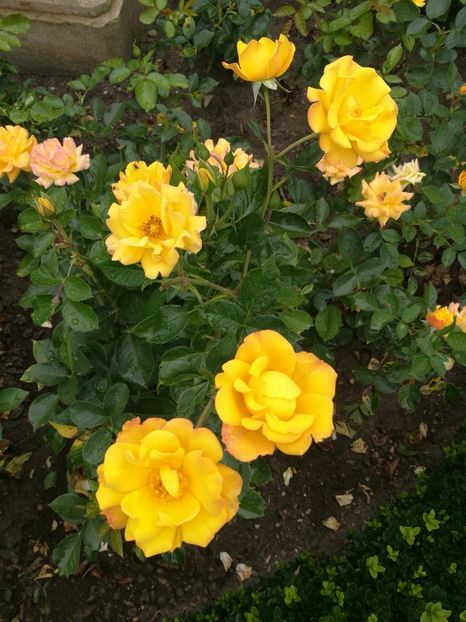  - 2019 Gradina de trandafiri Bamberg