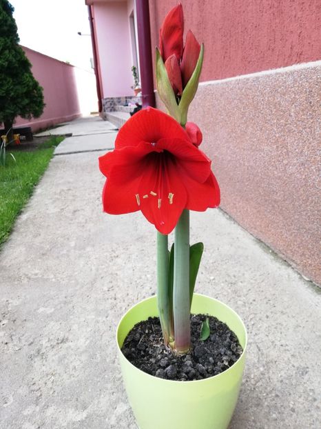  - Amaryllis 2019