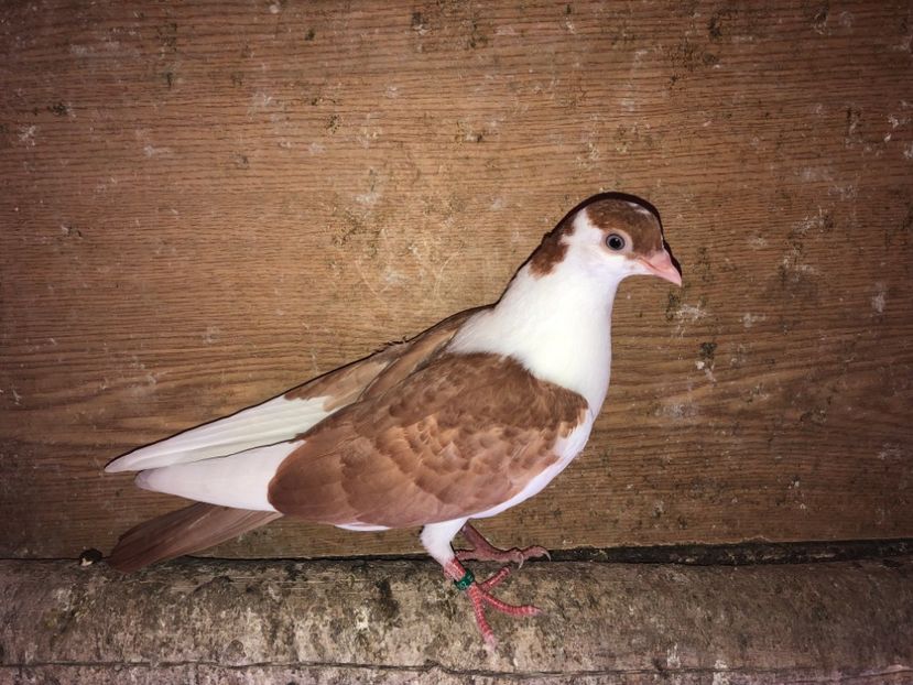 7052  femelă  2019 - Plecați ALBUM 2