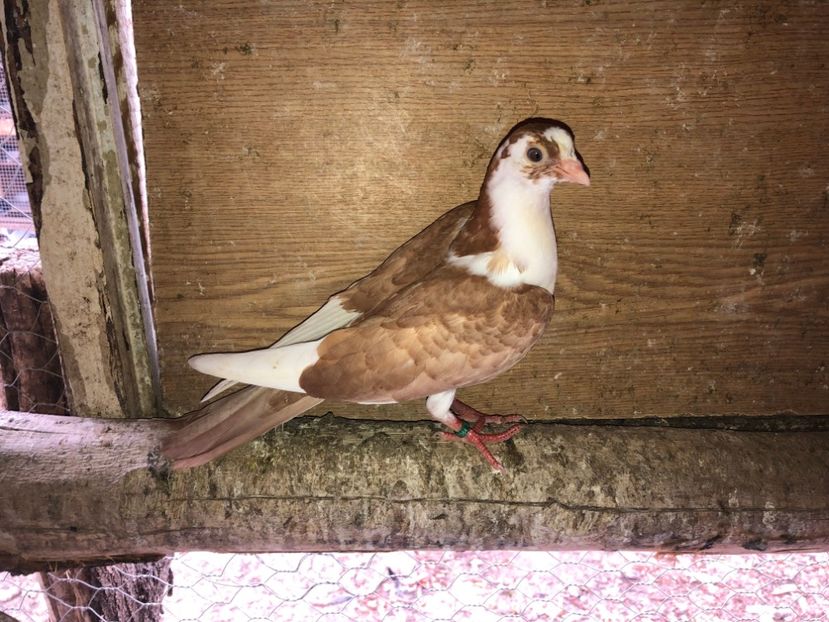 7064  mascul  2019 - Plecați ALBUM 2