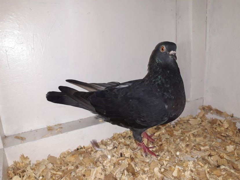  - TIPPLERI 2019 de vanzare