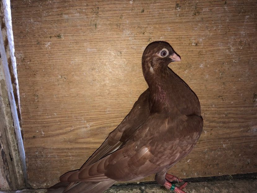 7069  femelă  2019 - Plecați ALBUM 2