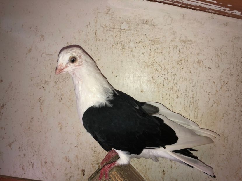 6901  mascul  2019 - Plecați ALBUM 2