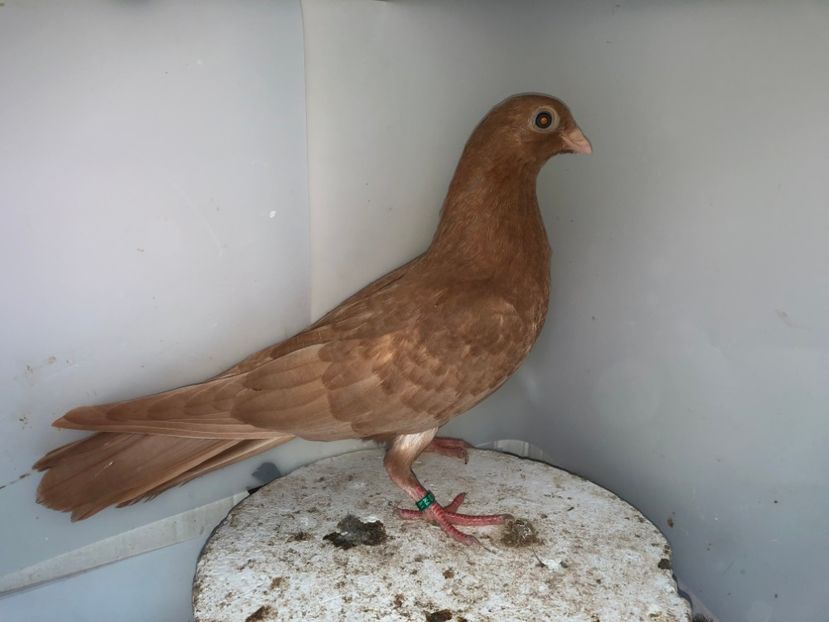 7034  mascul  2019 - Plecați ALBUM 2