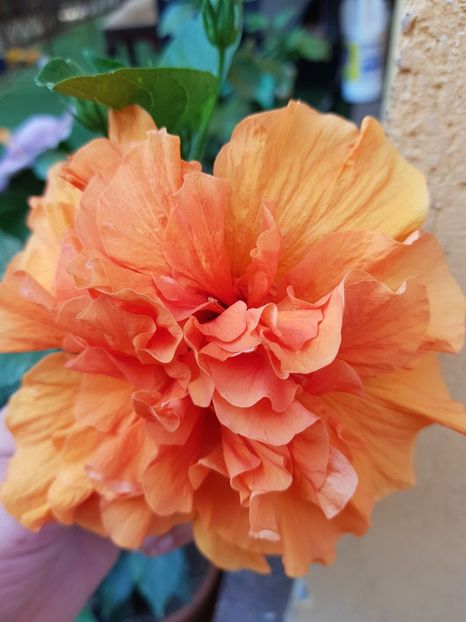  - 1-2 HIBISCUS